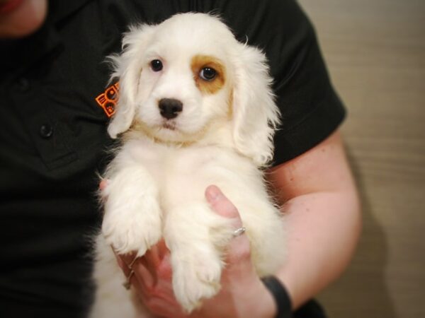 Cavapoo DOG Male Blenheim/White 17001 Petland Iowa City, Iowa