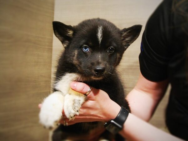 Pomsky DOG Female Black/White/Tan 17002 Petland Iowa City, Iowa