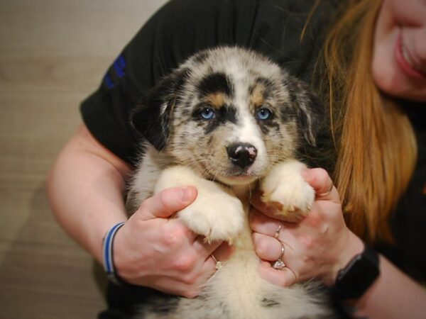 Pomsky DOG Male Blue Merle 17003 Petland Iowa City, Iowa