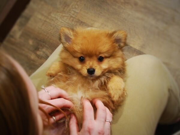 Pomeranian DOG Male Orange Sable 17004 Petland Iowa City, Iowa