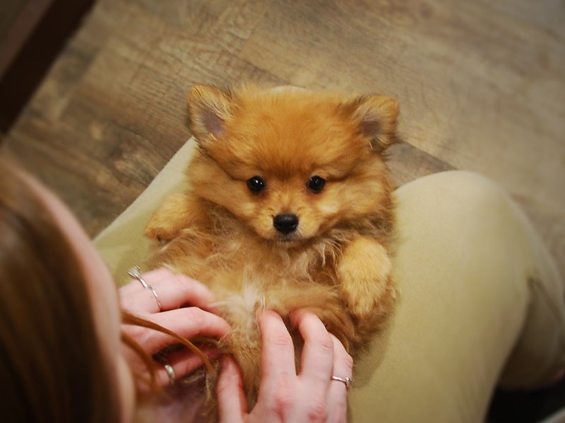 Pomeranian Dog Male Orange Sable 17004