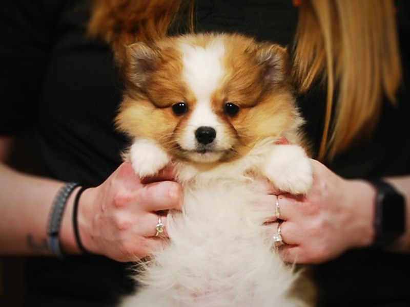 Pomeranian Dog Female Red & White 17005