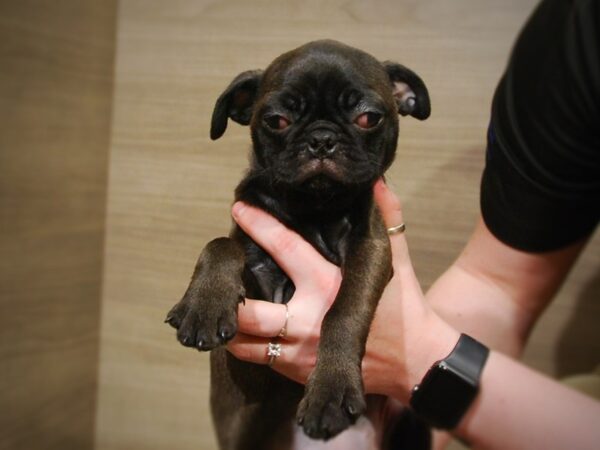 Pug DOG Female Silver 17006 Petland Iowa City, Iowa