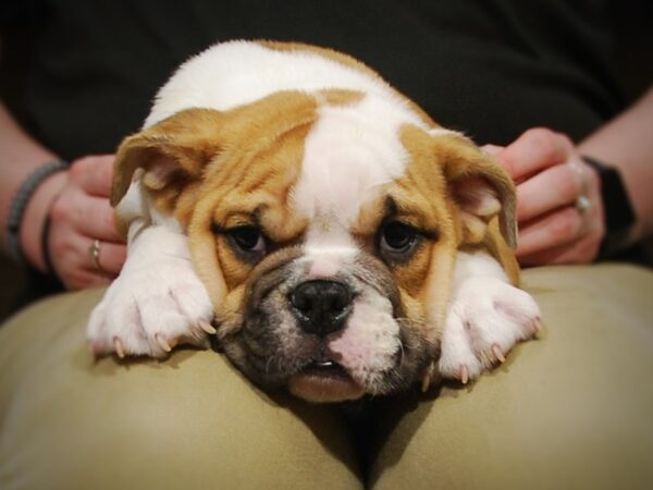 English Bulldog DOG Male Fawn & White 17007 Petland Iowa City, Iowa