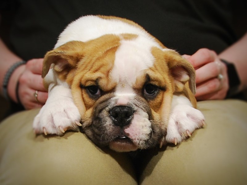 English Bulldog Dog Male Fawn & White 17007