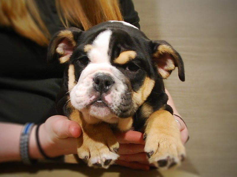 English Bulldog Dog Female Tri 17008