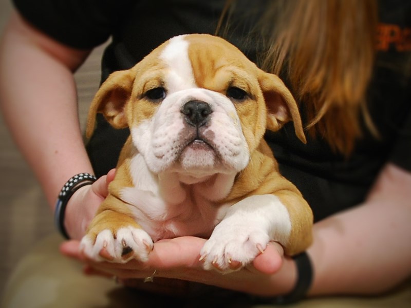 English Bulldog Dog Female Fawn & White 17009