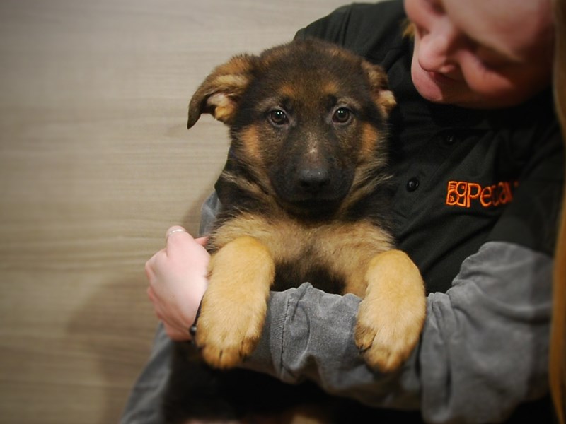 German Shepherd Dog Male Black and Tan 17010