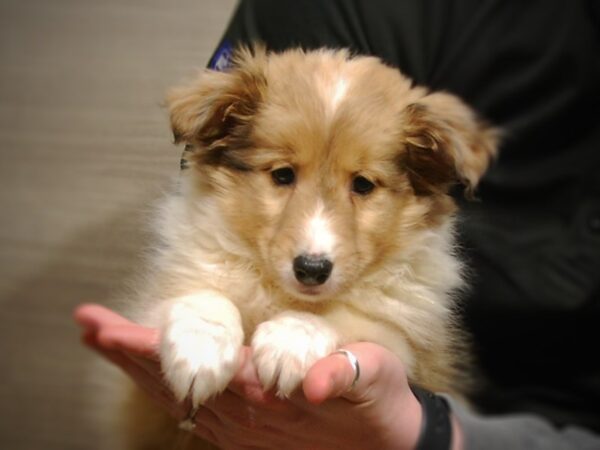 Shetland Sheepdog DOG Female Sable Merle 17011 Petland Iowa City, Iowa