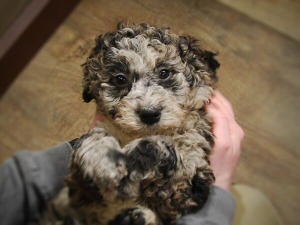 Miniature Goldendoodle DOG Male Blue Merle 17012 Petland Iowa City, Iowa