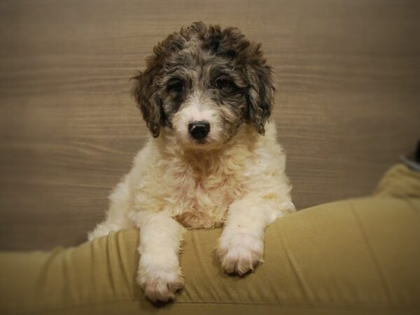 Miniature Goldendoodle DOG Female White/Blue Merle Markings 17013 Petland Iowa City, Iowa