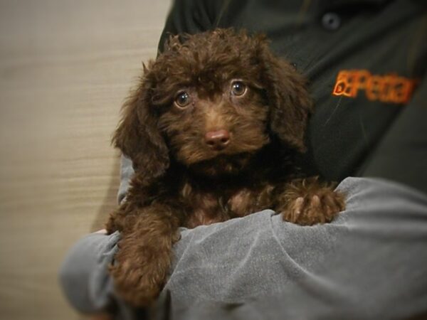 Mini Labradoodle-DOG-Male-Chocolate-17014-Petland Iowa City, Iowa