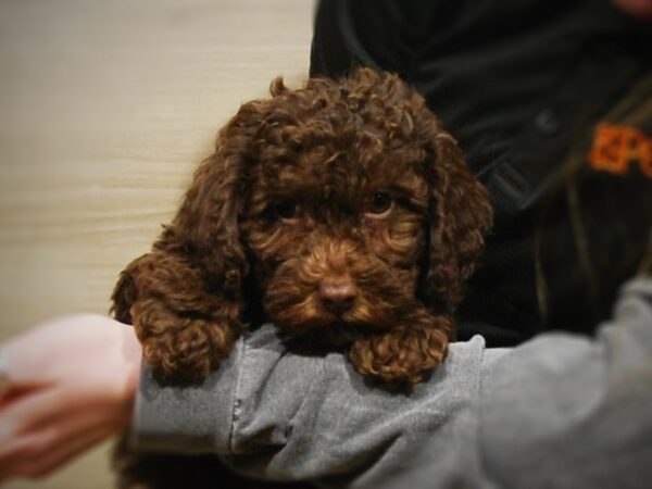 Mini Labradoodle-DOG-Female-Chocolate-17015-Petland Iowa City, Iowa