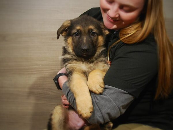 German Shepherd DOG Male Black and Tan 17016 Petland Iowa City, Iowa