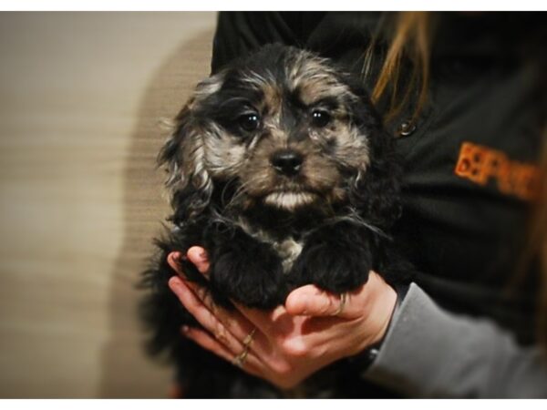 Cavapoo DOG Female Blue Merle 17017 Petland Iowa City, Iowa