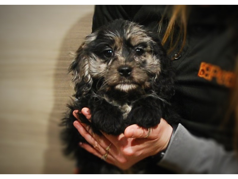 Cavapoo Dog Female Blue Merle 17017