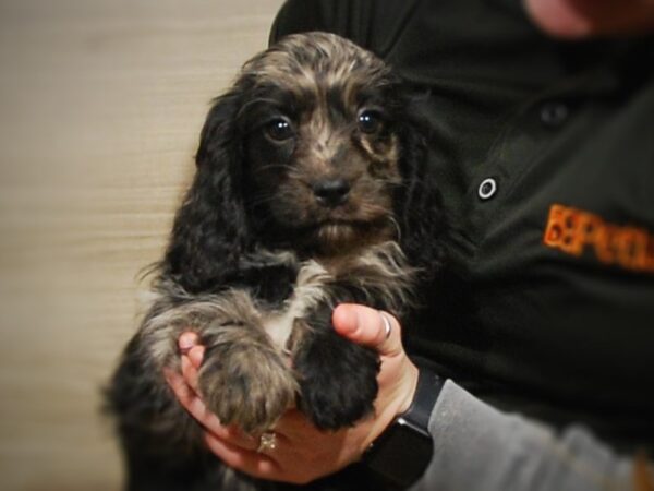 Cavapoo DOG Male Blue Merle 17018 Petland Iowa City, Iowa