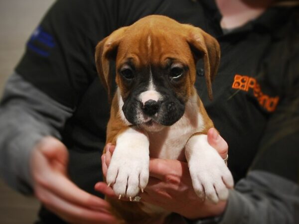 Boxer DOG Female Fawn / White 17019 Petland Iowa City, Iowa