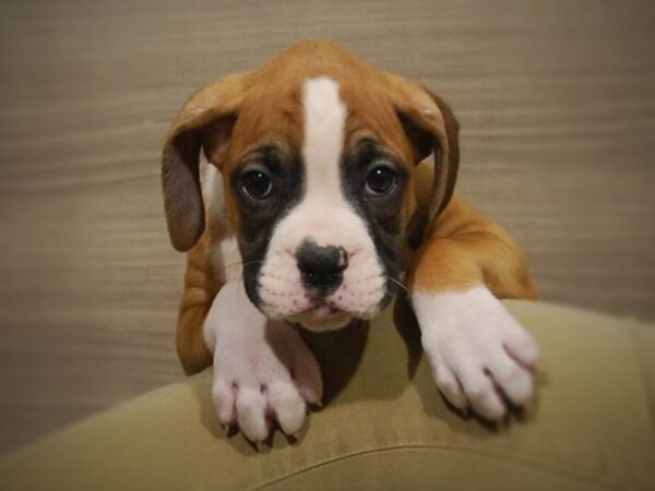 Boxer DOG Male Fawn / White 17020 Petland Iowa City, Iowa