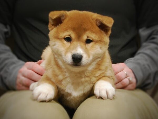 Shiba Inu DOG Female Red / White 17022 Petland Iowa City, Iowa