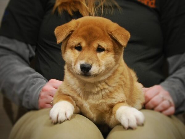 Shiba Inu DOG Male Red / White 17023 Petland Iowa City, Iowa