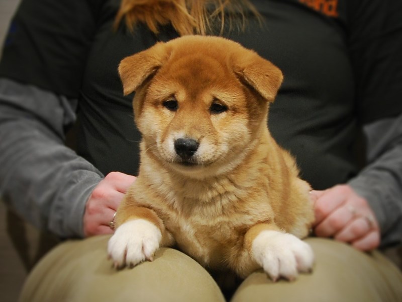 Shiba Inu Dog Male Red / White 17023