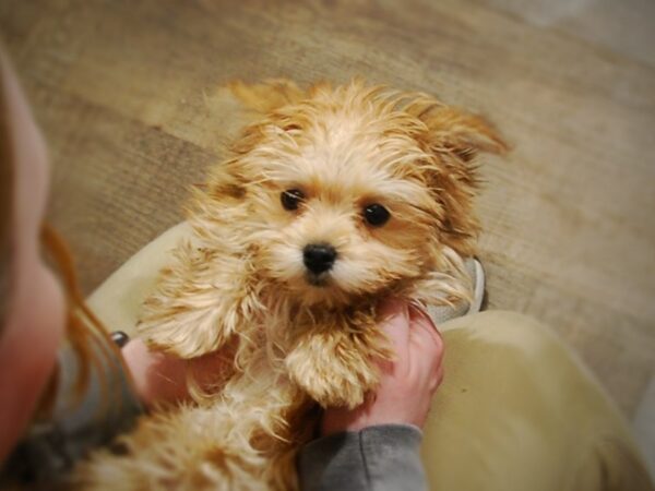 Morkie DOG Female Tan 17024 Petland Iowa City, Iowa