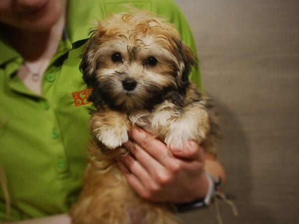 Havanese DOG Female Gold Brindle 17025 Petland Iowa City, Iowa