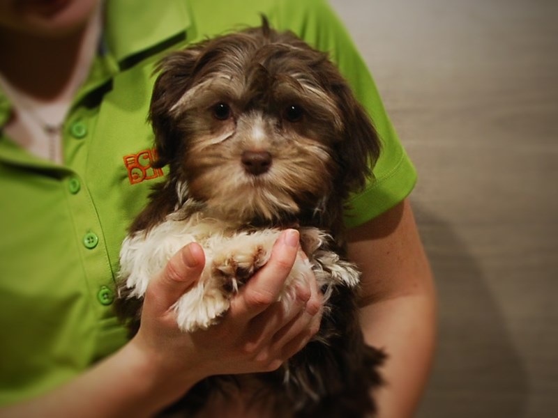 Havanese Dog Female chlt & wh 17026