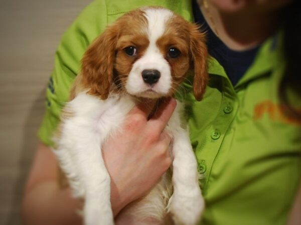 Cavalier King Charles Spaniel DOG Male Blenheim 17027 Petland Iowa City, Iowa