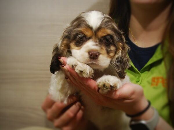 Cocker Spaniel DOG Female Buff 17028 Petland Iowa City, Iowa