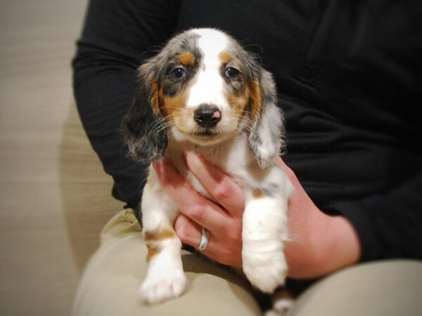 Dachshund DOG Female Blue Merle 17029 Petland Iowa City, Iowa