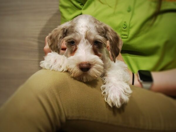 Miniature Schnauzer DOG Male Chocolate Merle 17030 Petland Iowa City, Iowa