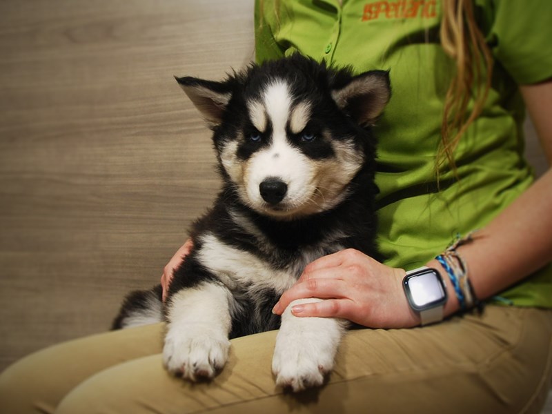 Siberian Husky Dog Female Black / White 17031