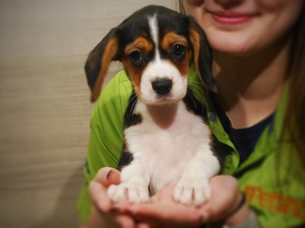 Cavalier King Charles Spaniel/Beagle DOG Female Tri-Colored 17032 Petland Iowa City, Iowa