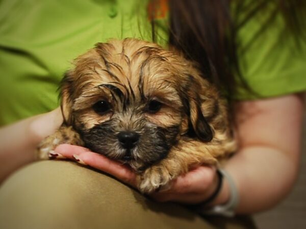 Teddy Bear DOG Female Brown / White 17033 Petland Iowa City, Iowa