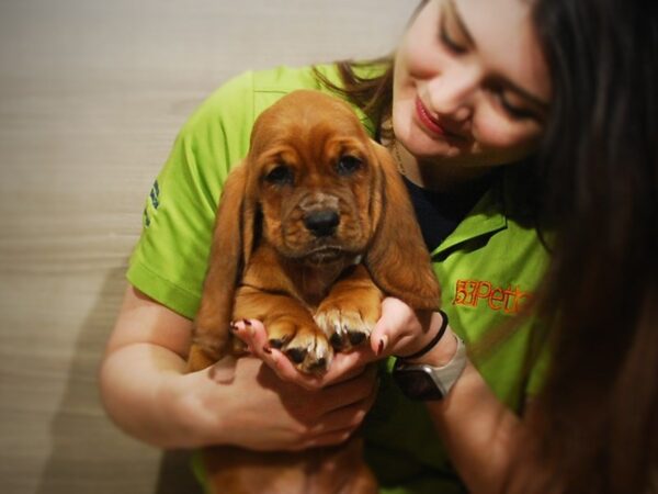 Basset Hound/Cavalier King Charles Spaniel DOG Male Red / White 17034 Petland Iowa City, Iowa