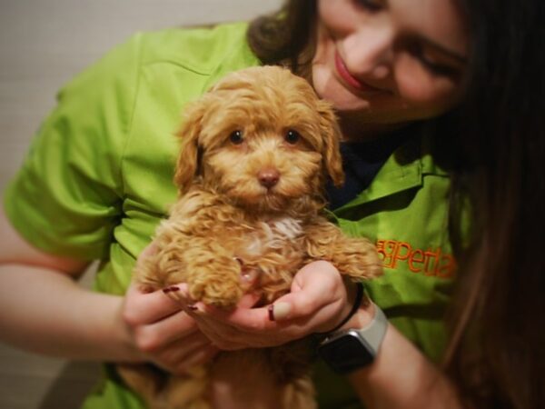 Poodle/Havanese-DOG-Female-Cream-17035-Petland Iowa City, Iowa