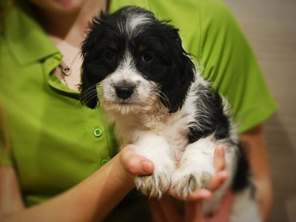 Cockapoo DOG Male Black & white 17038 Petland Iowa City, Iowa