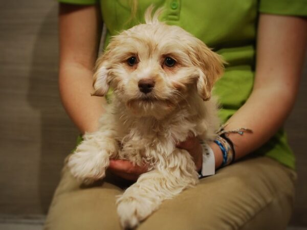 Cockapoo DOG Female Cream 17040 Petland Iowa City, Iowa