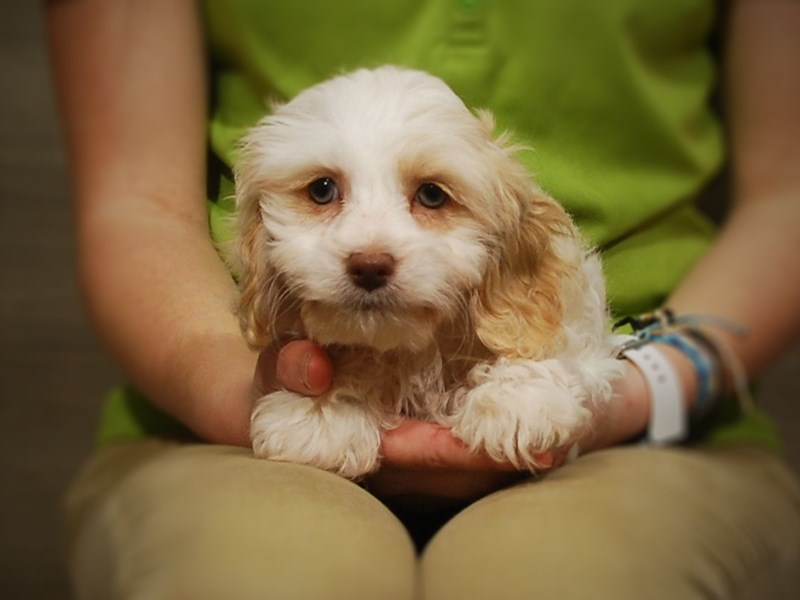 Cock A Poo Dog Female Cream & White 17042