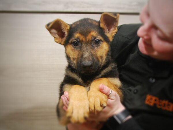 German Shepherd DOG Female Black and Tan 17043 Petland Iowa City, Iowa