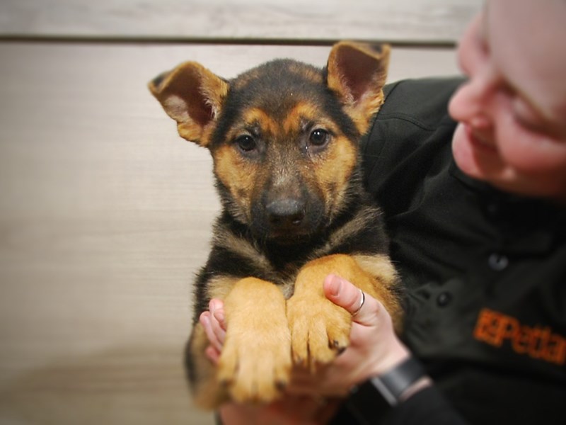 German Shepherd Dog Female Black and Tan 17043