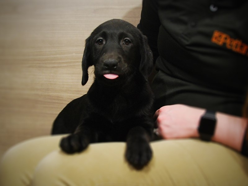 Labrador Retriever Dog Female Black 17044