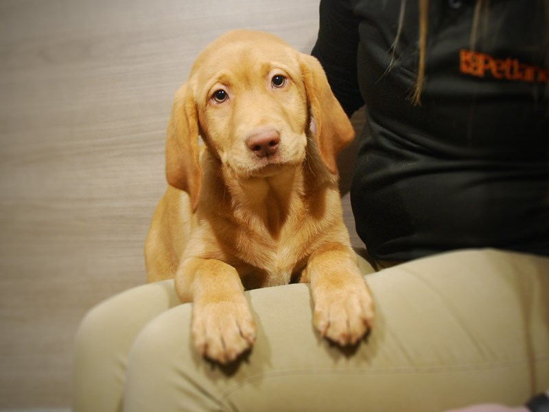 Labrador Retriever Dog Male Yellow 17045