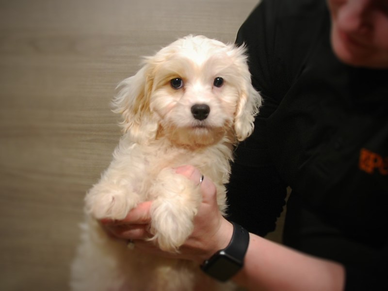 Cavapoo Dog Female Blenheim/White 17046
