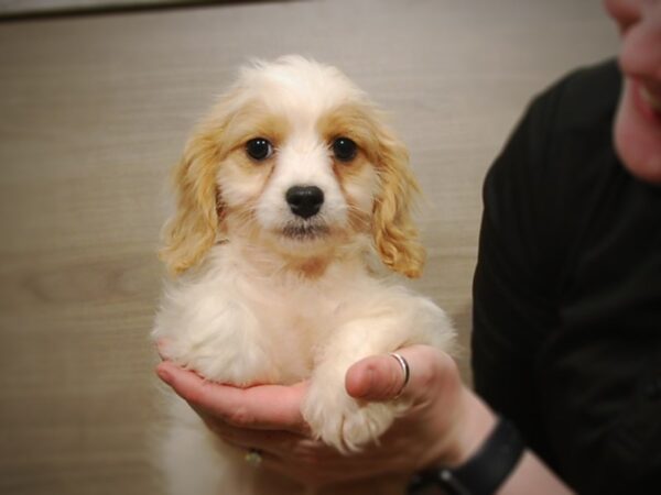 Cavapoo DOG Female Blenheim/White 17047 Petland Iowa City, Iowa