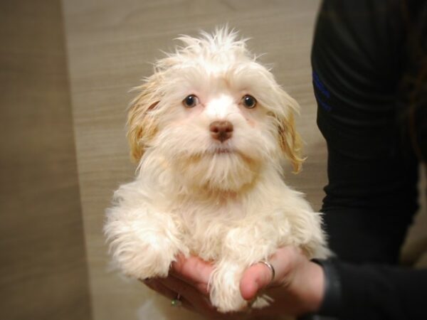 HavaPom-DOG-Female-Gold/Cream-17048-Petland Iowa City, Iowa