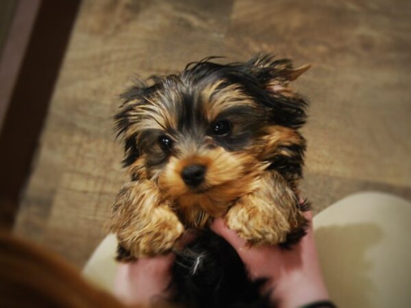 Yorkshire Terrier DOG Male Black & Gold 17049 Petland Iowa City, Iowa