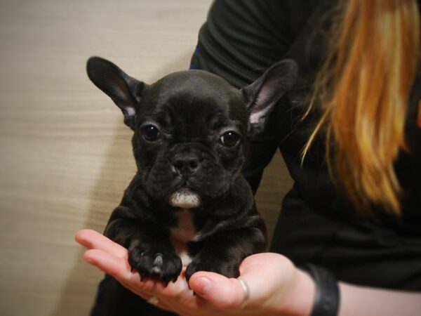 French Bulldog DOG Female Brindle / White 17051 Petland Iowa City, Iowa